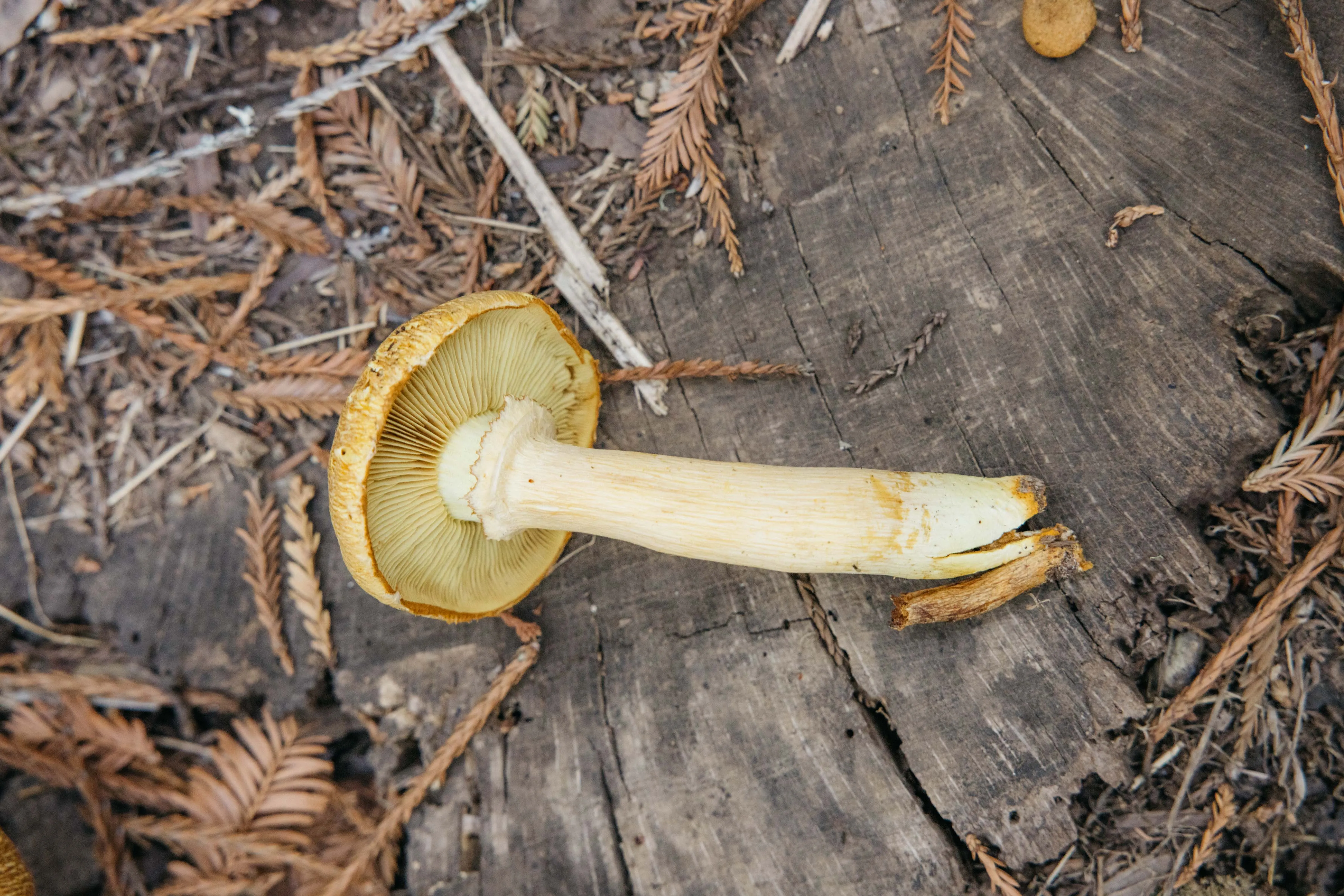 Mushroom Pocket Tee