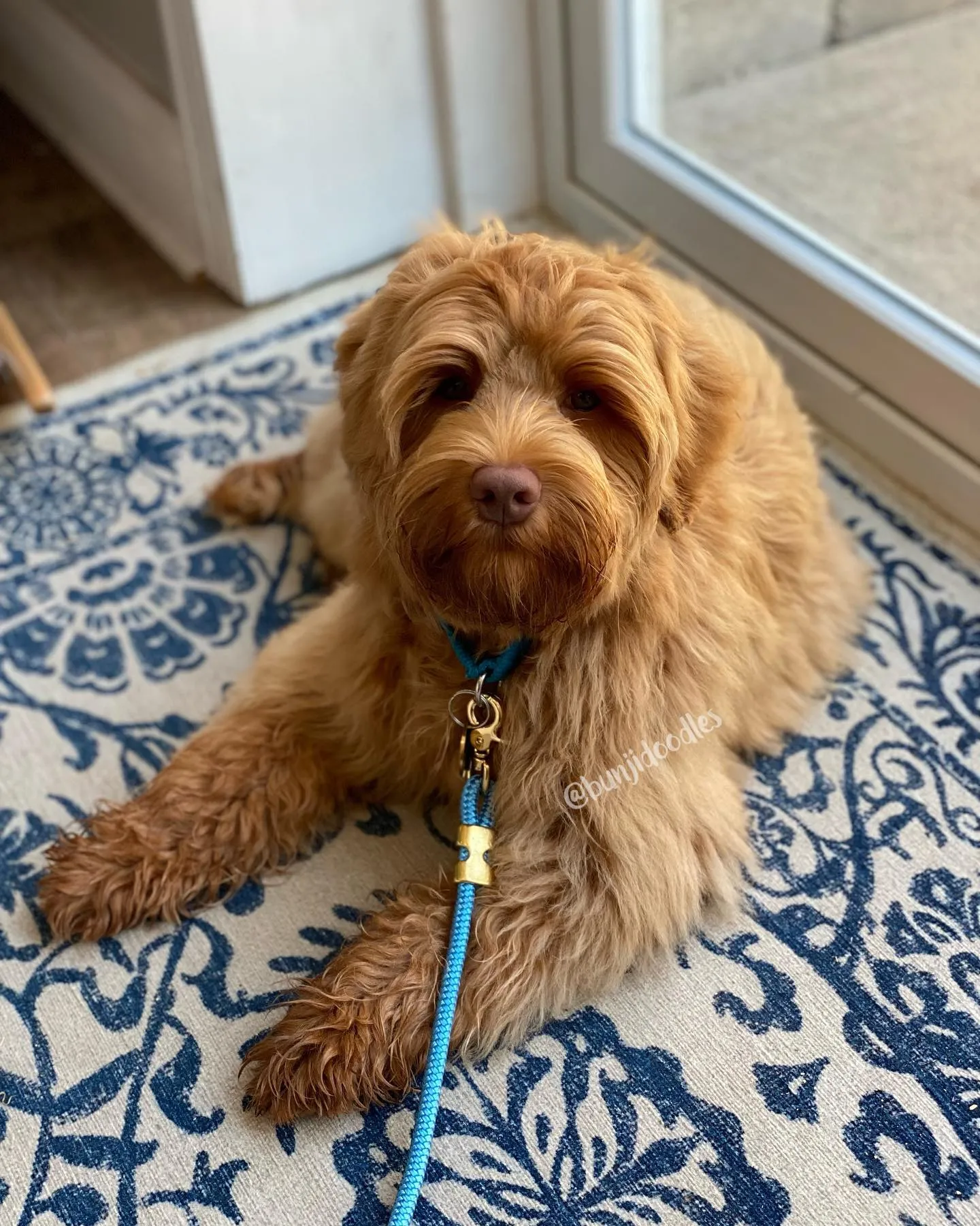 Powder Blue Marine Rope Leash