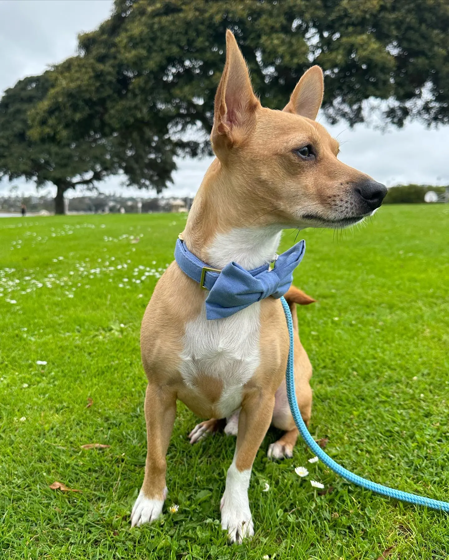 Powder Blue Marine Rope Leash